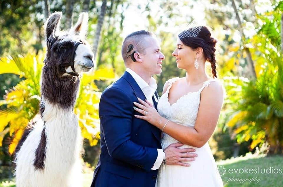 wedding with a Llama