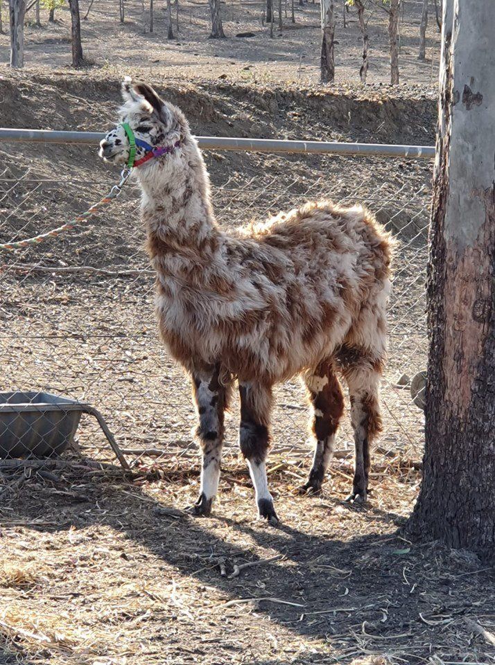 Llama