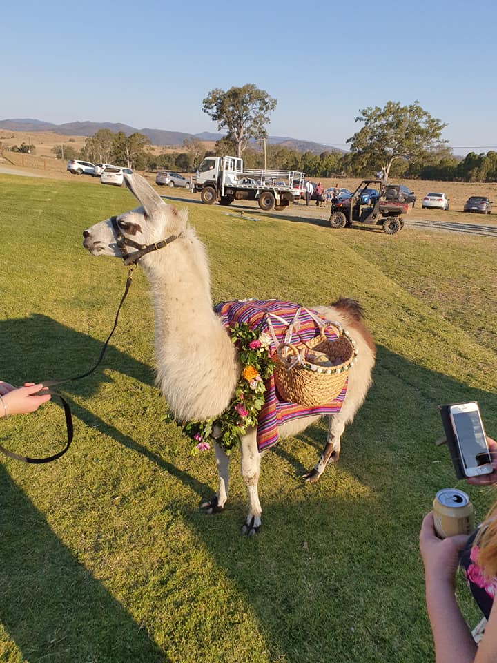 Llama with basket