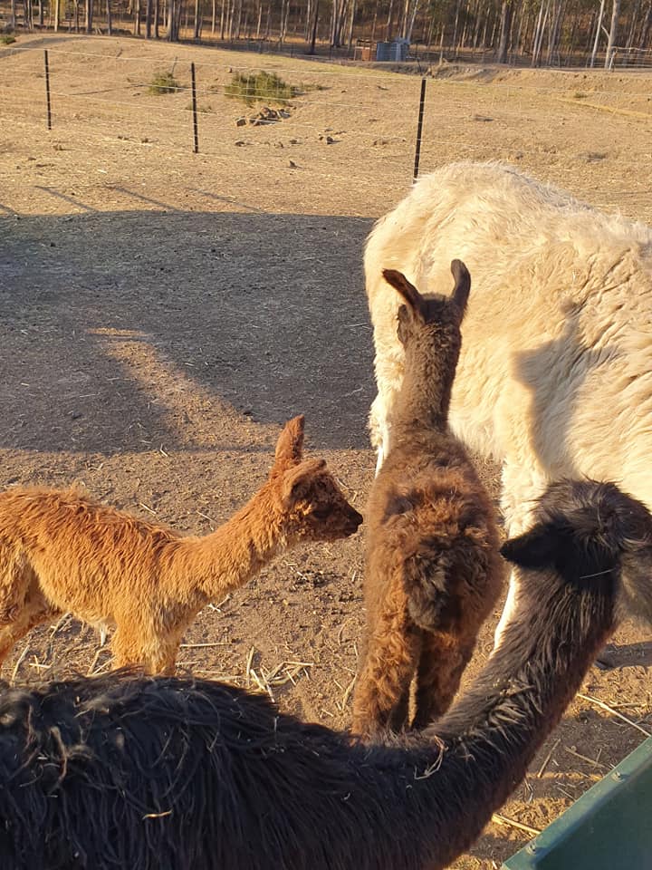 Llama wants milk