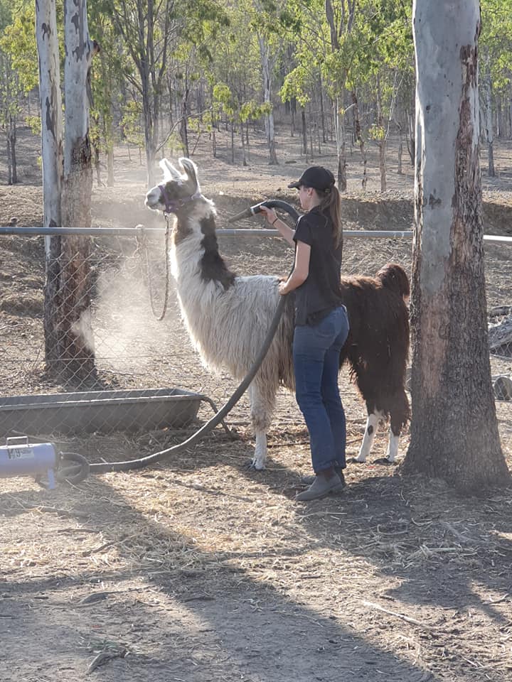 bathing Llama