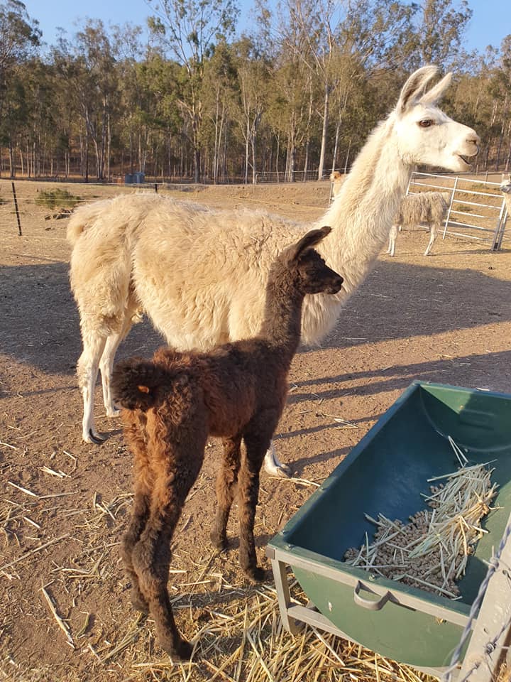 curious Llama
