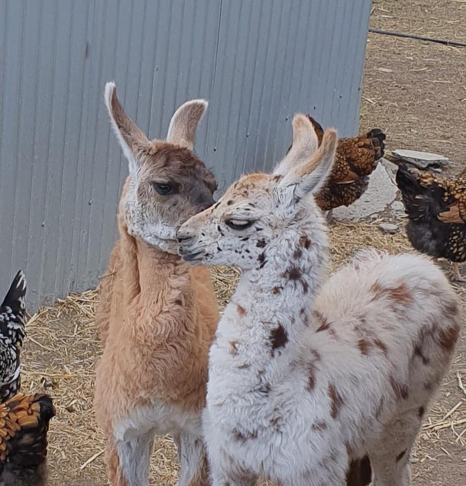 kissing Llama