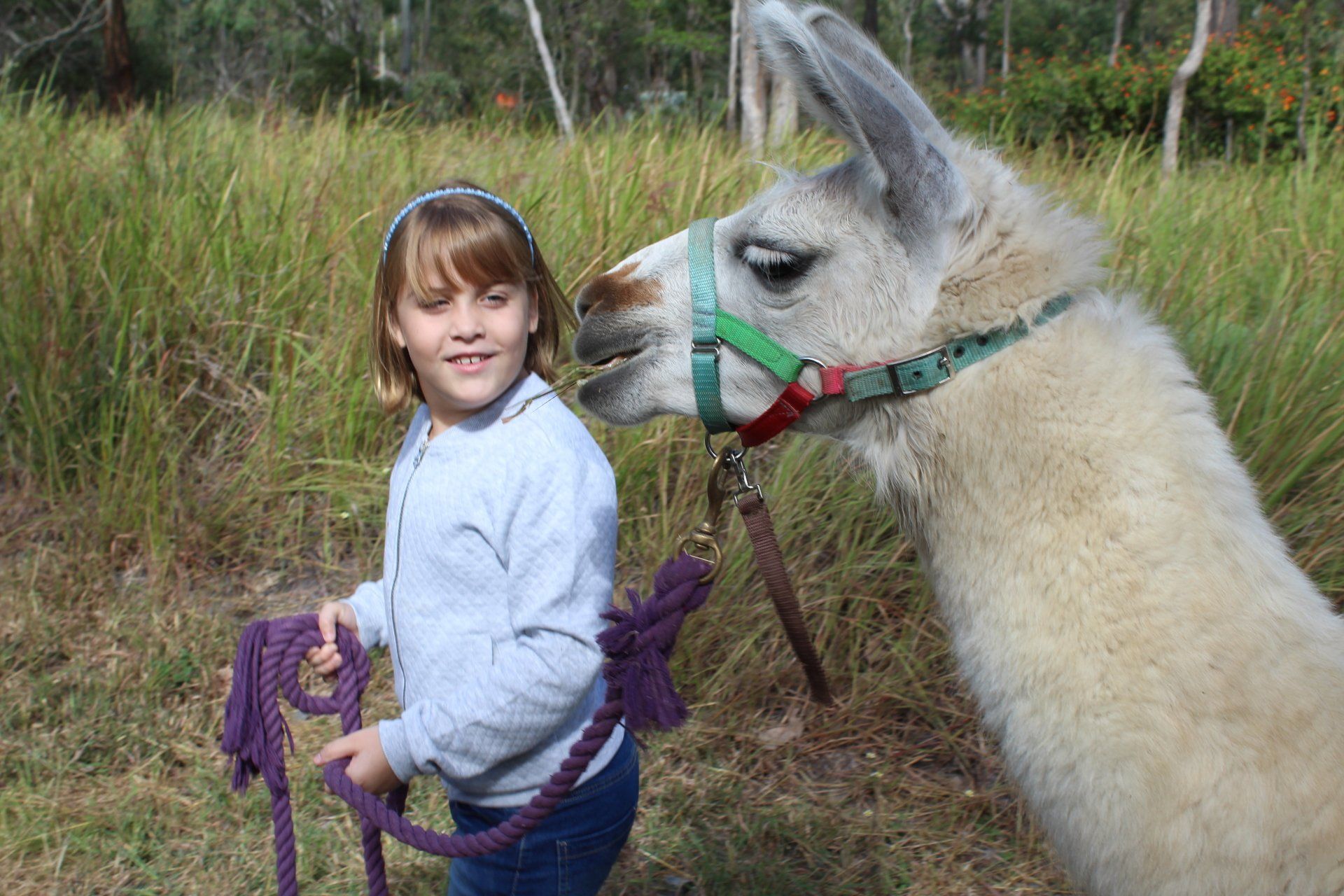 little girl walking with a Llama
