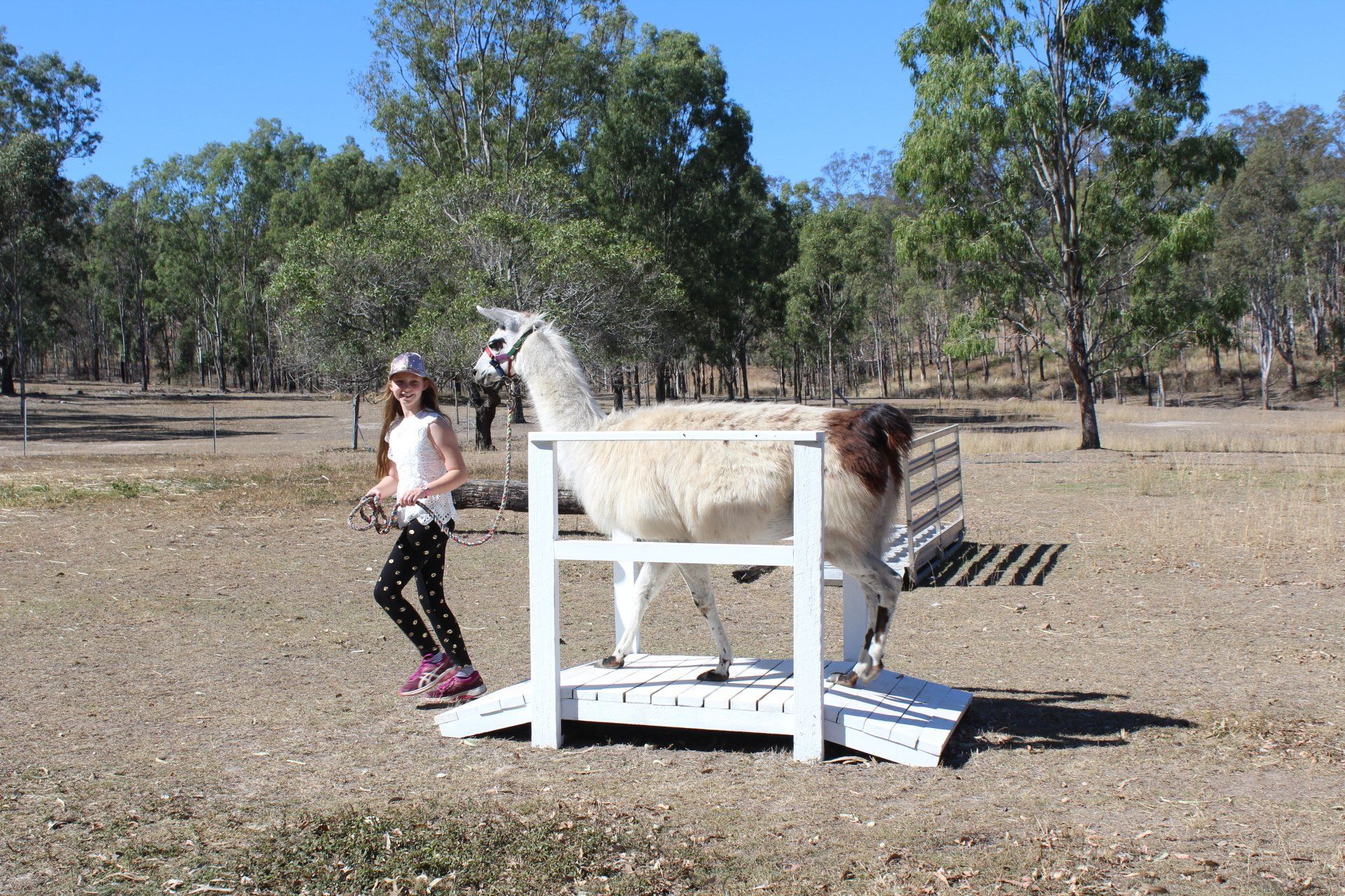 playing water with Llama