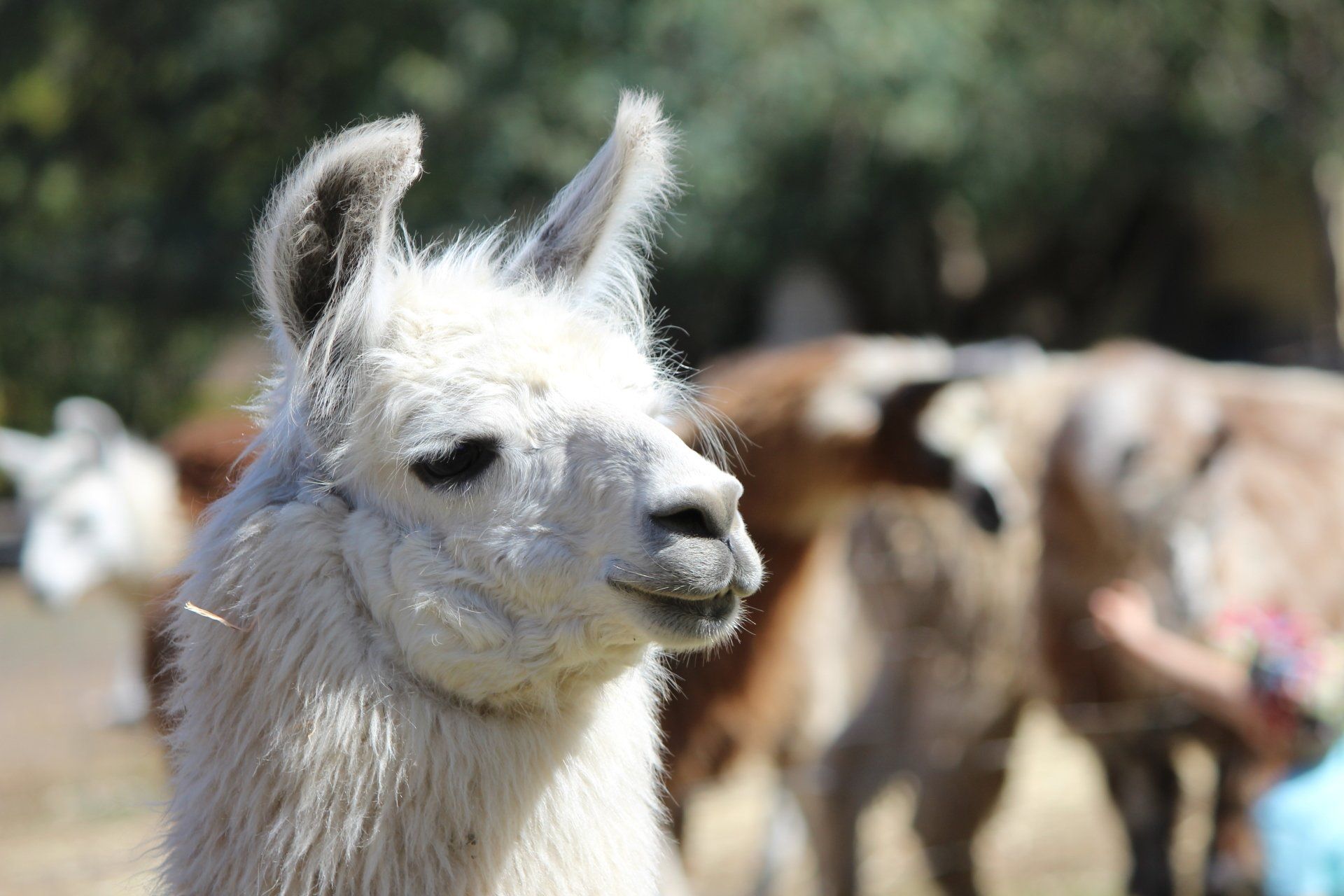 Llama staring