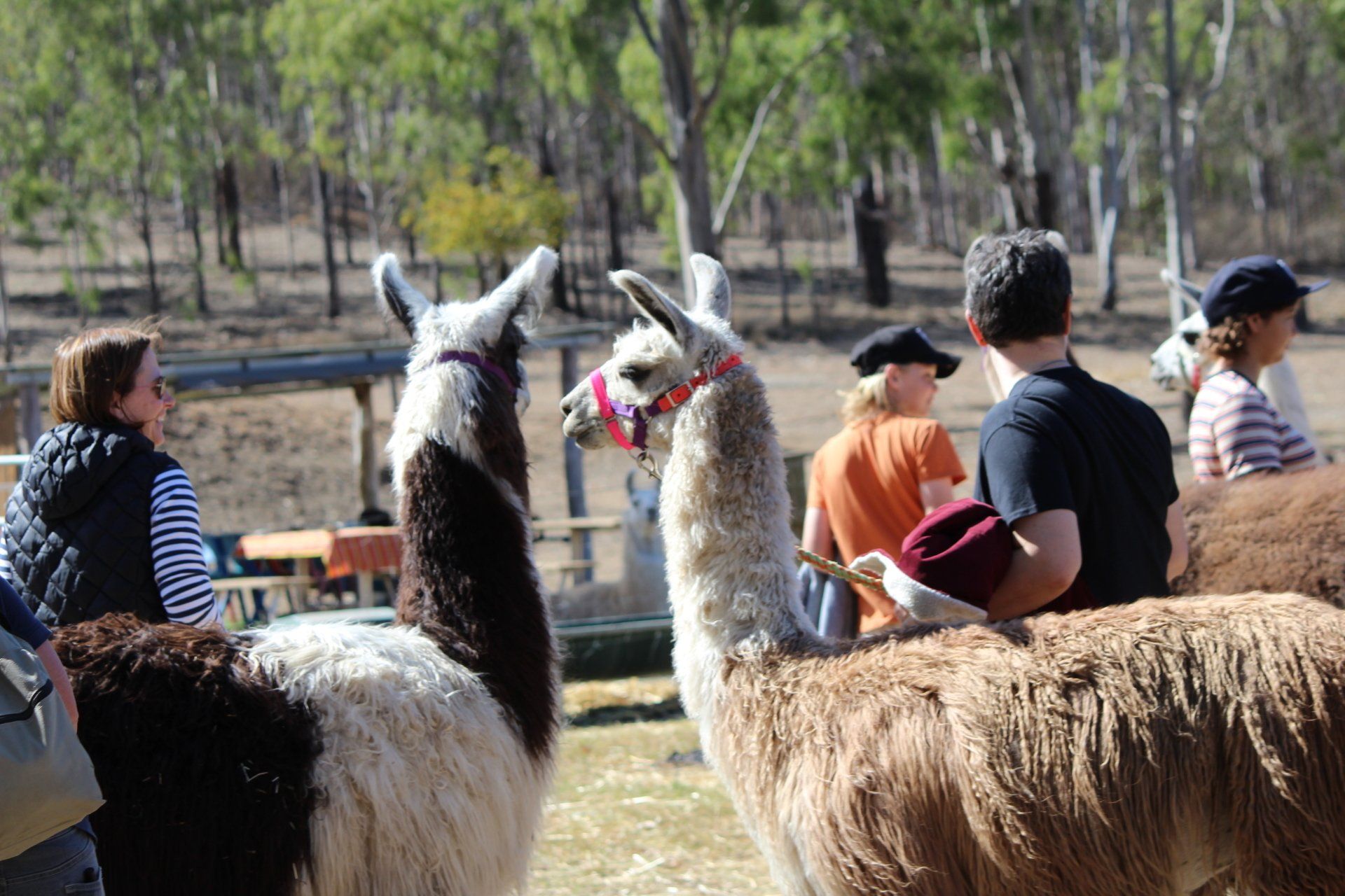llama looking