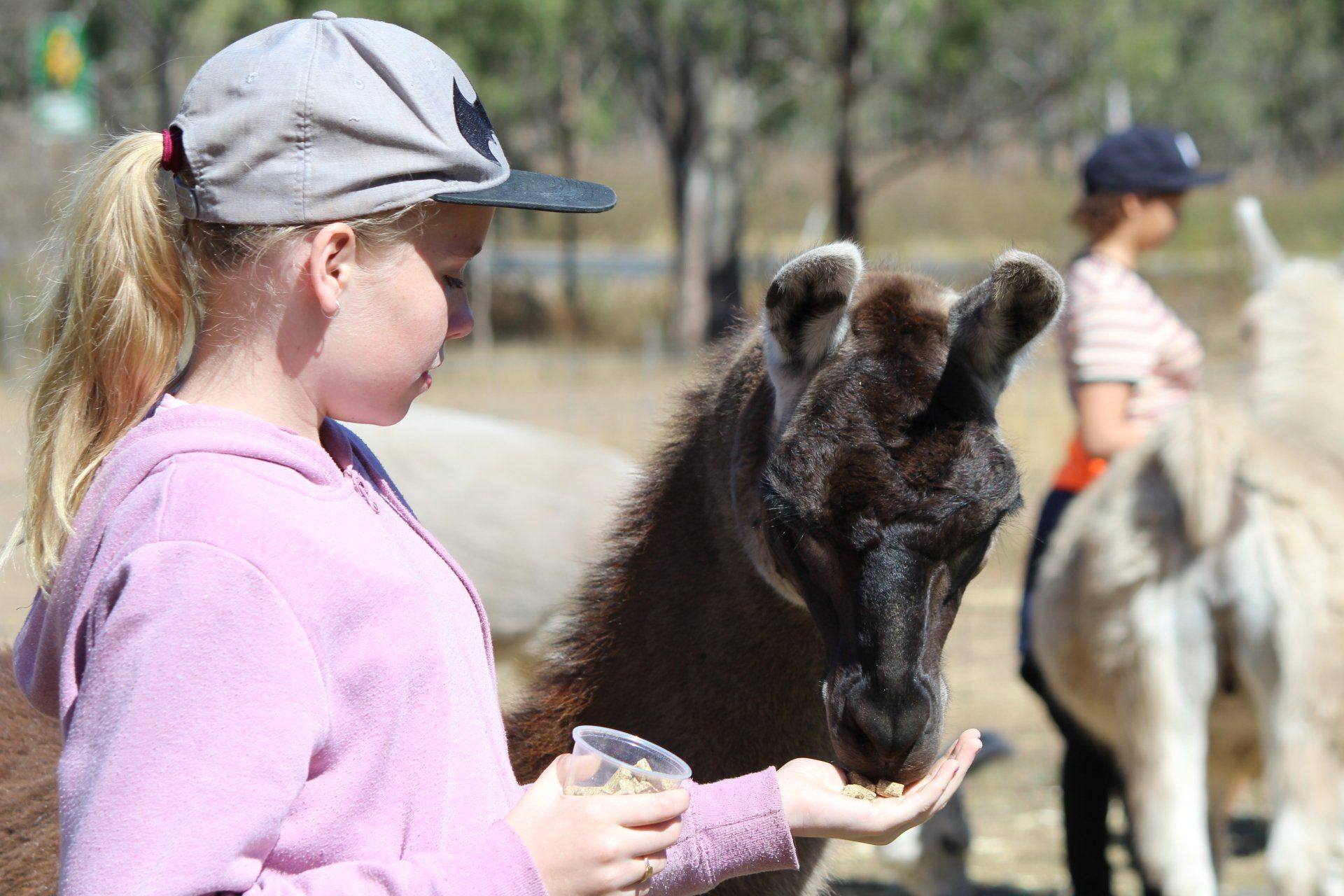 girl feeding llama