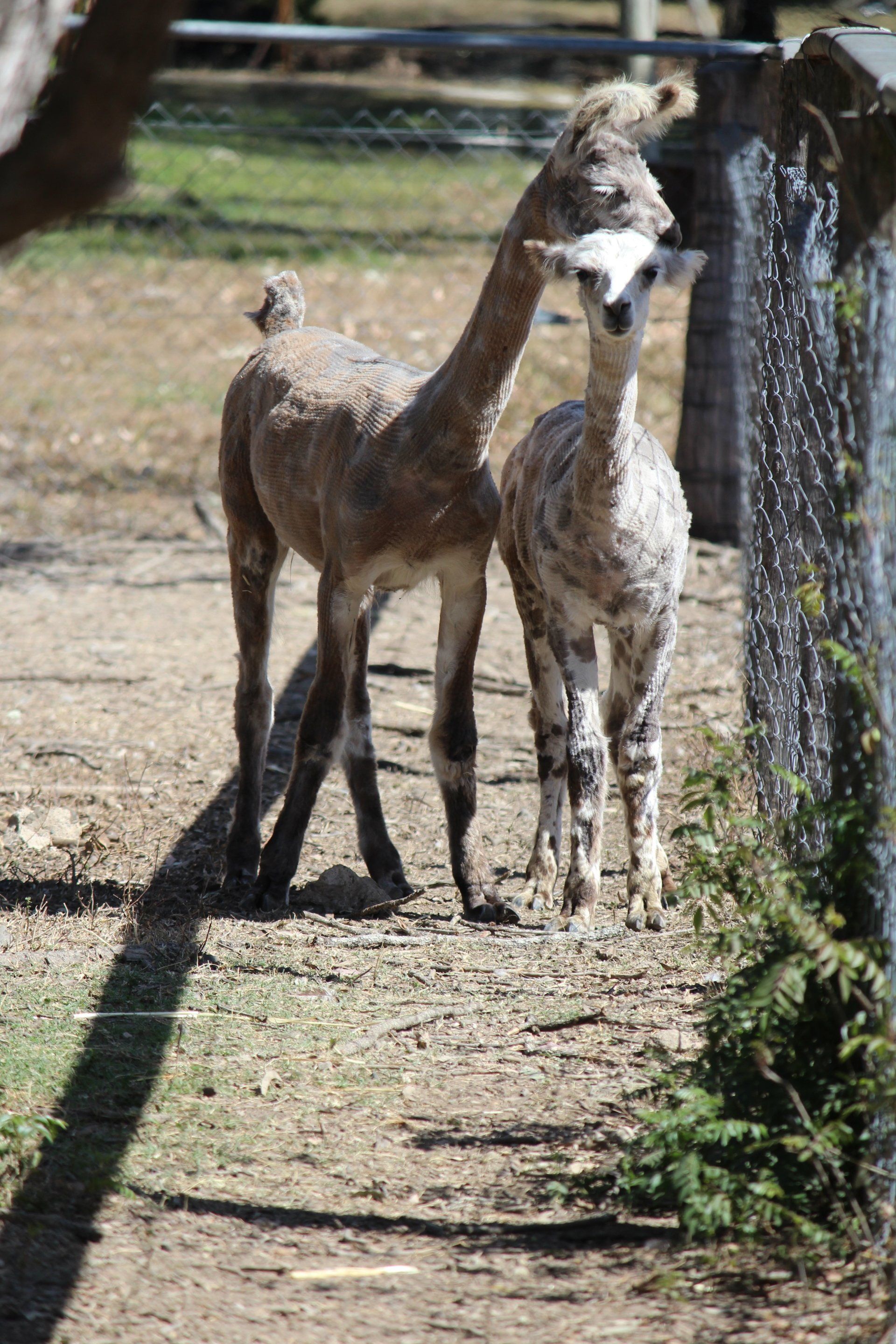 2 llamas