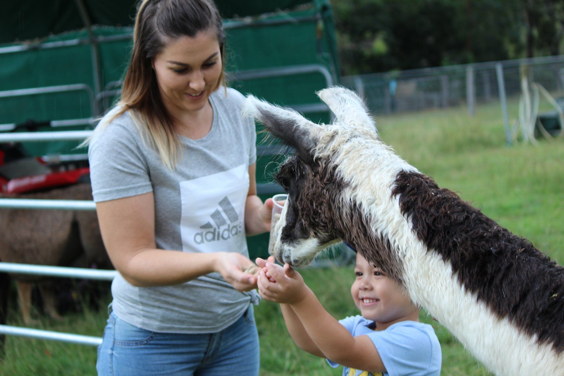 toddler feeding a  Llama