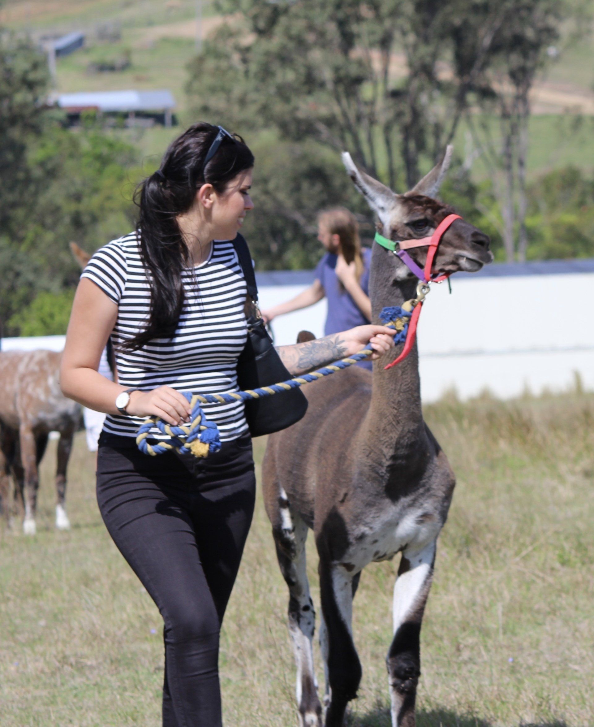 Llama not happy