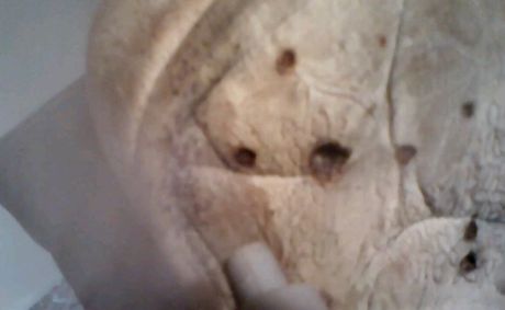 Couple at home with pest control in Lexington, KY
