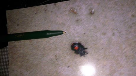 On-site pest control service in Lexington, KY