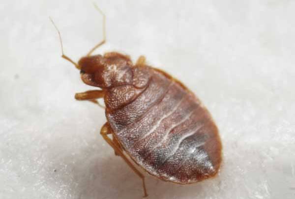 Trustworthy experts for controlling termite and bugs in Lexington, KY