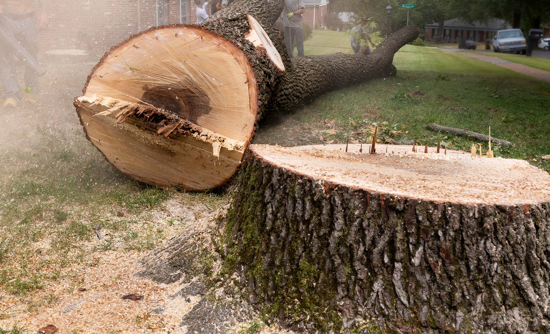 Tree Removal Service