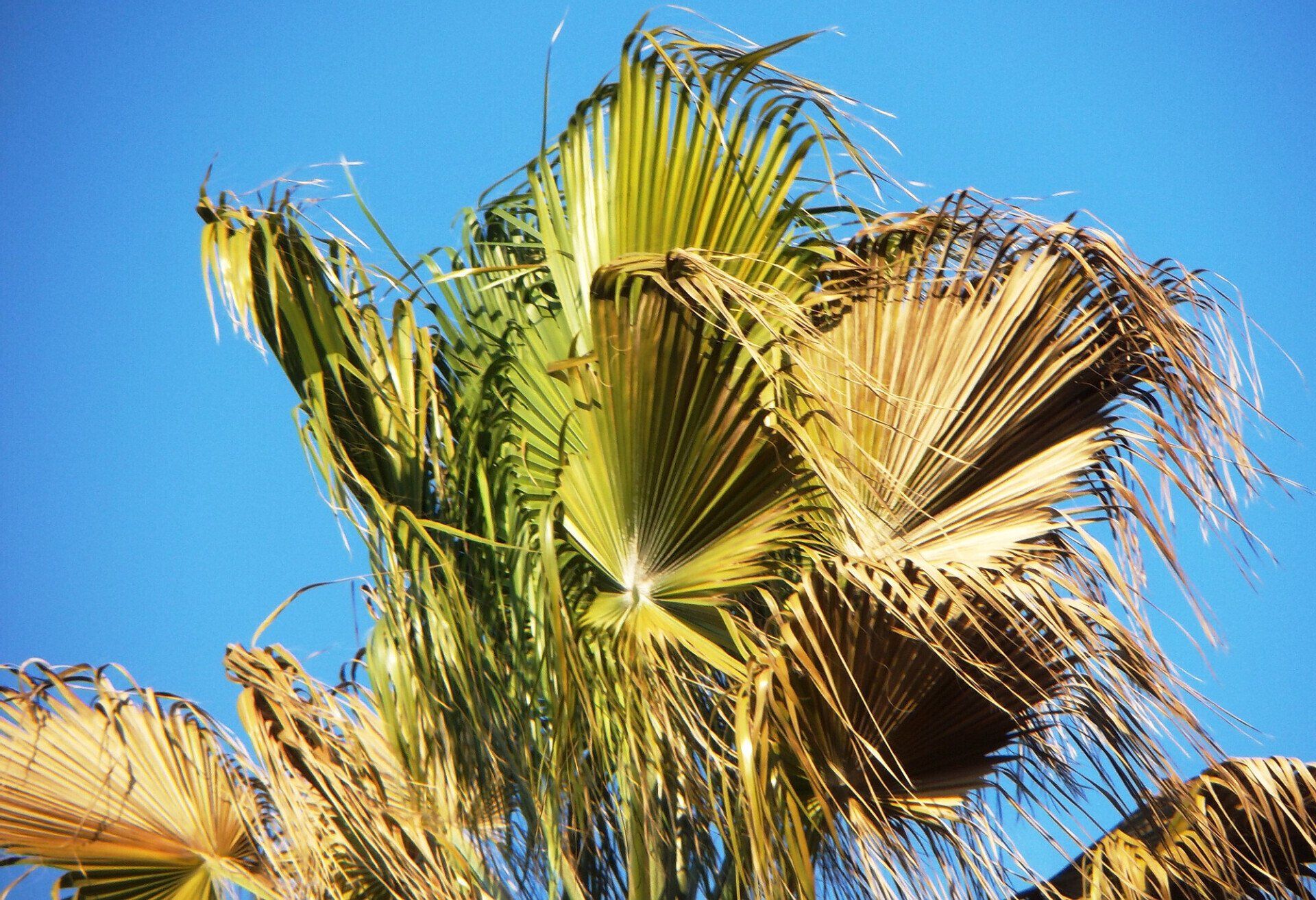 Freeze Damaged Palm Trees