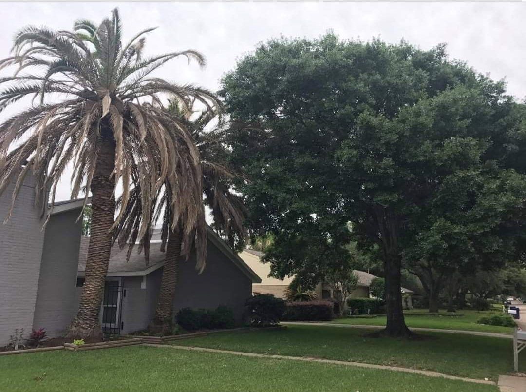 Freeze Damaged Palm Trees