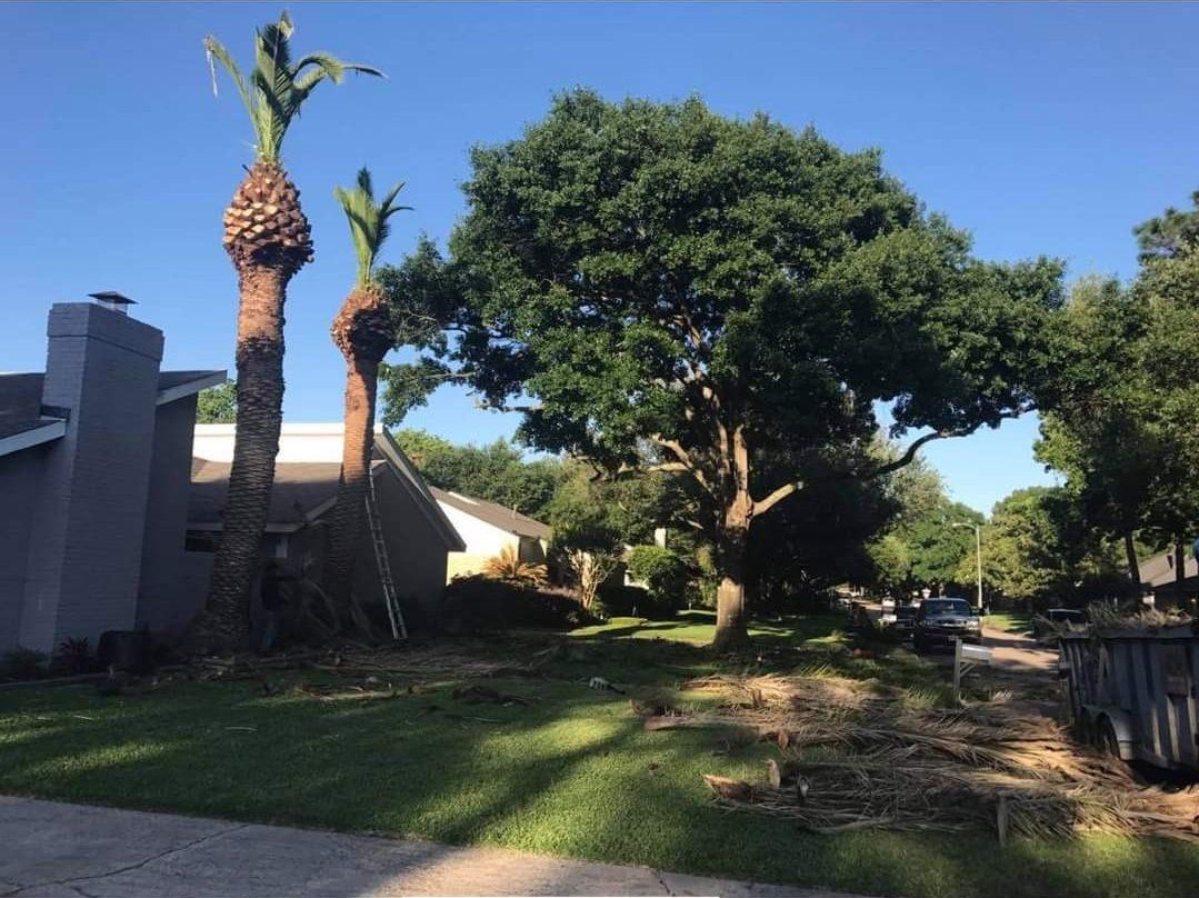 Palm Tree Trimming Service