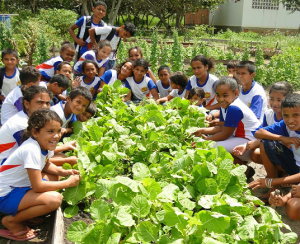 alunos ao redor de plantação de verduras