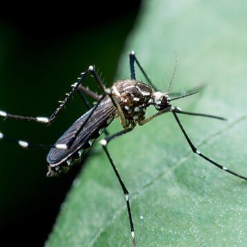 Mosquito pest control — Mosquito in Fayetteville, GA
