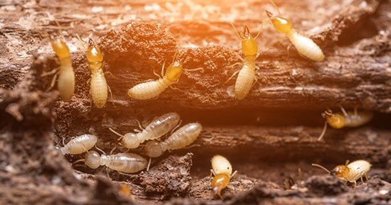 Termite Removal — A Home That Needs the Help of a Termite Control Company in Fayetteville, GA Expert termite control services in Fayetteville, GA