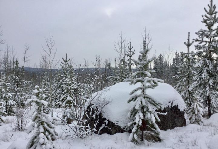Snow covered boulder surrounded by trees also covered in snow
