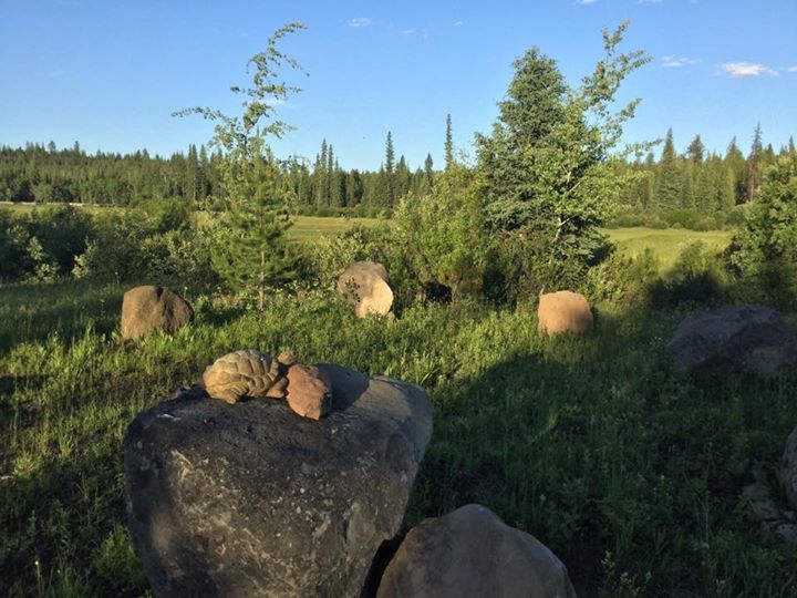Photo by Nicola Finch ~ our property in the Chilcotin