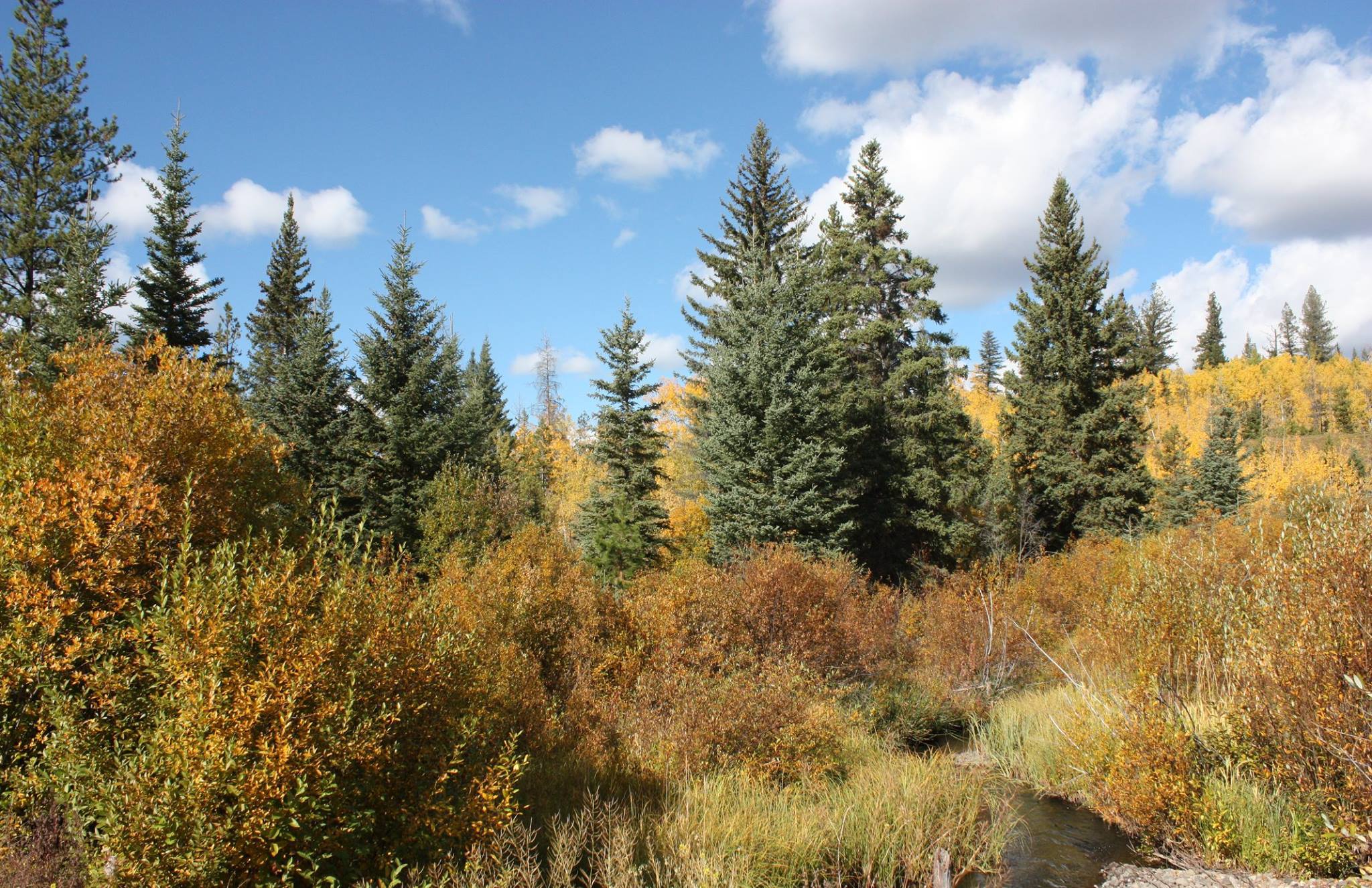 Image of an autumn meadow and the forest beyond