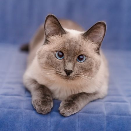 Grey colored cat