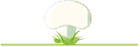 Fungo con cappello bianco, gambo verde chiaro ed erba verde su una base verde chiaro.