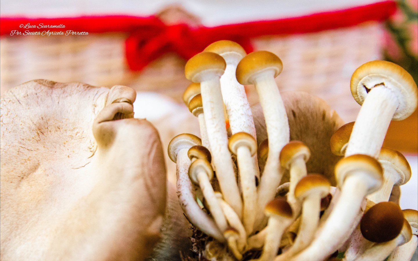 coltivazione funghi
