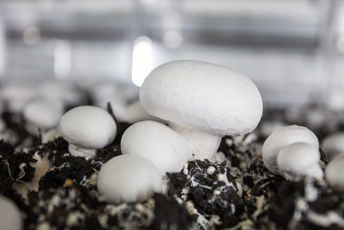 funghi