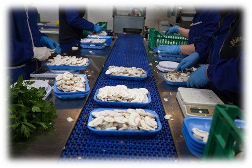 Operai che confezionano funghi affettati in vassoi blu su un nastro trasportatore in uno stabilimento di lavorazione.