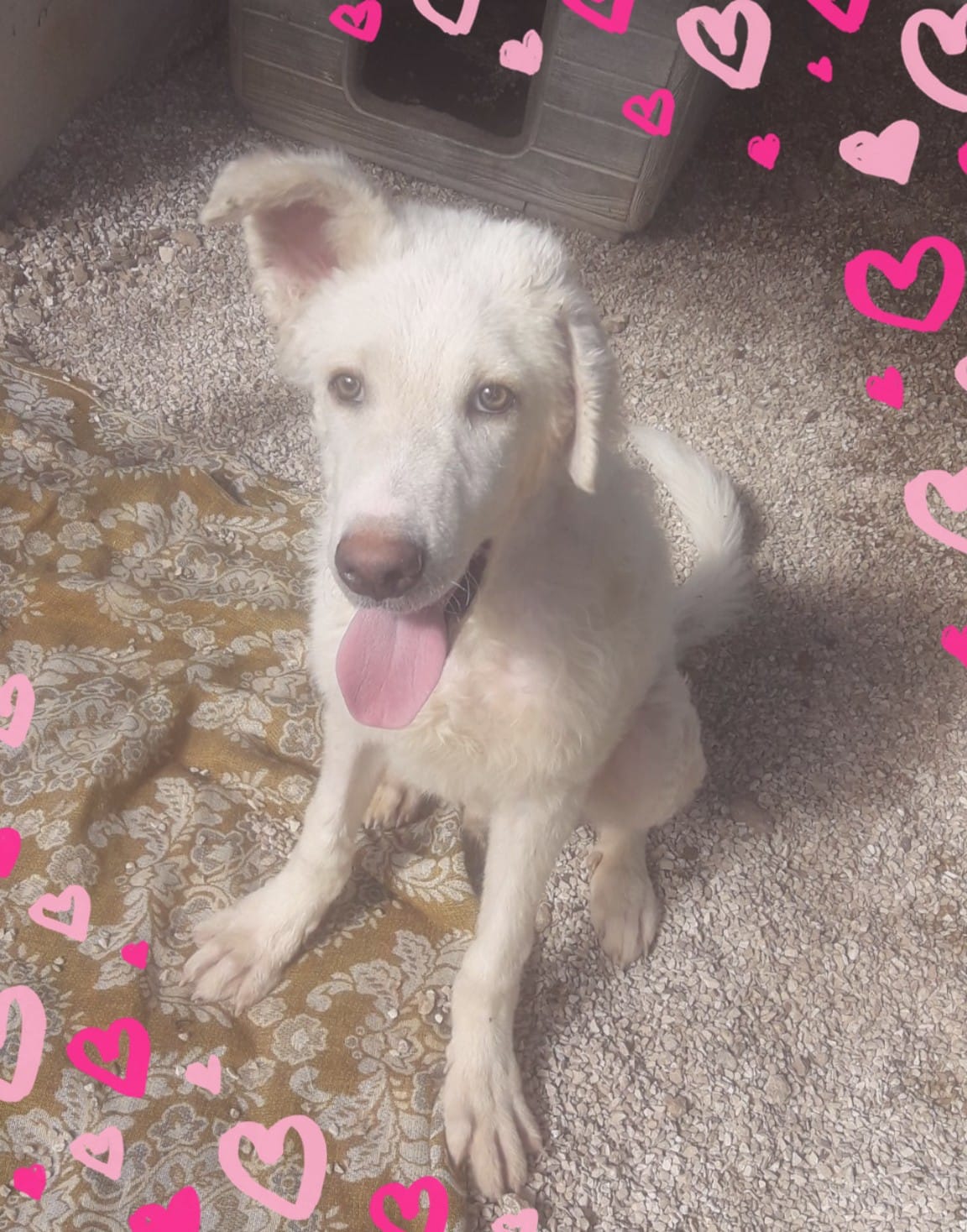 cagnolina 8 mesi