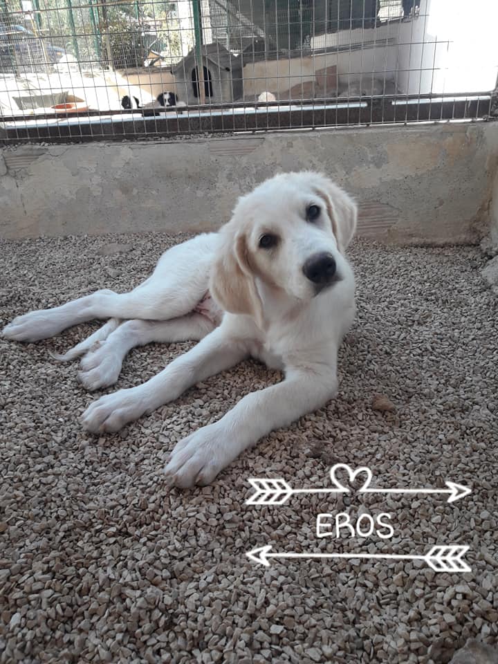 cane maschio 3 mesi