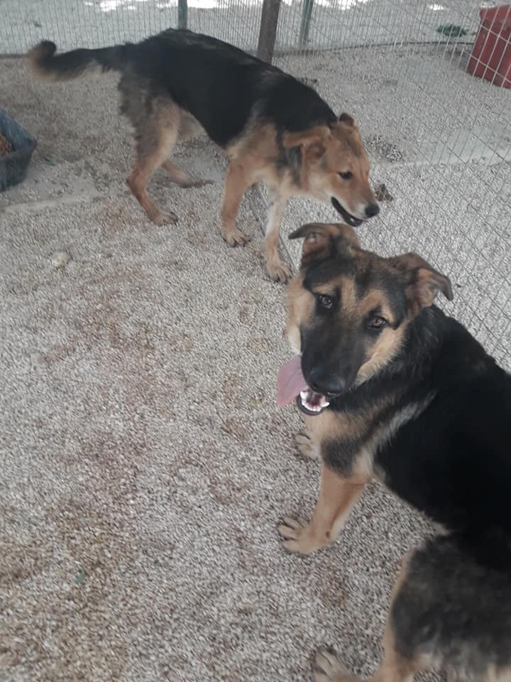 cani adulti adottabili