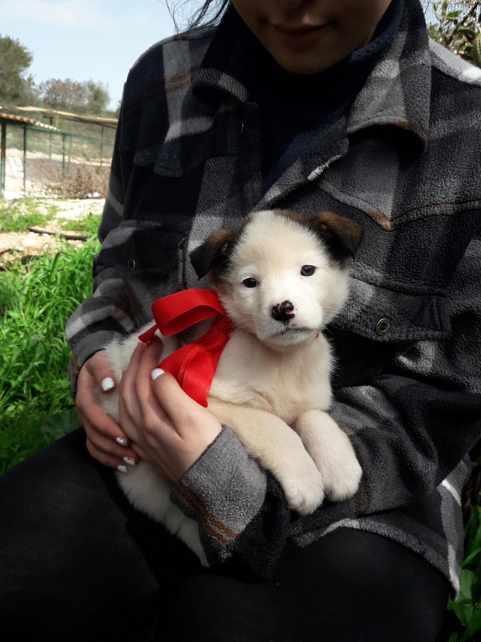 adotta un cane