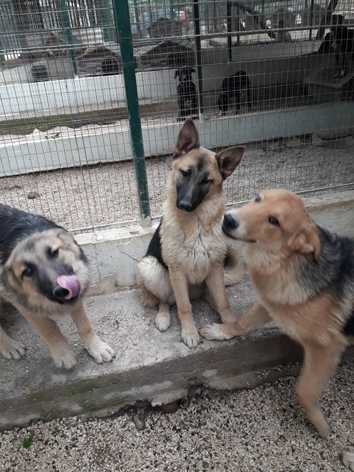 i cani del rifugio
