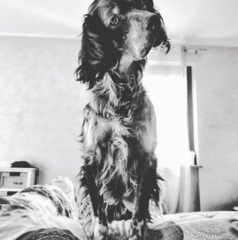 adotta un cane