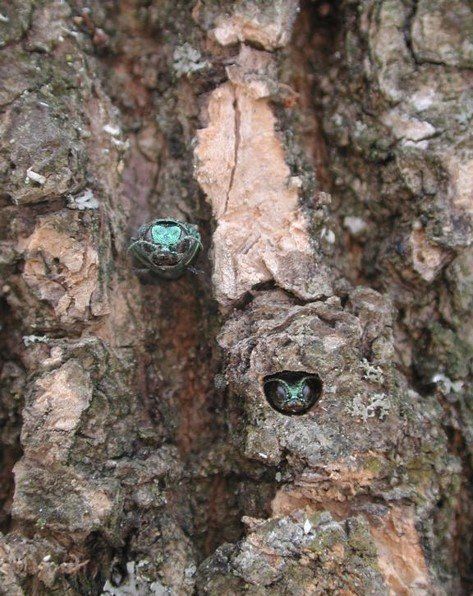 Two small teal-colored insects, possibly beetles, nestled in the rough bark of a tree.