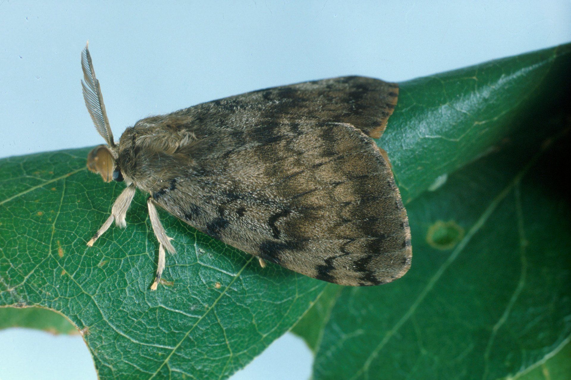 Moth with mottled brown wings on a green leaf.