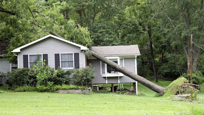 A tree has fallen on a small house, resting on the roof and ground in a grassy yard.