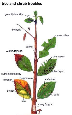 Diagram of a tree with labeled problems: dieback, caterpillars, canker, nutrient deficiency, and more.