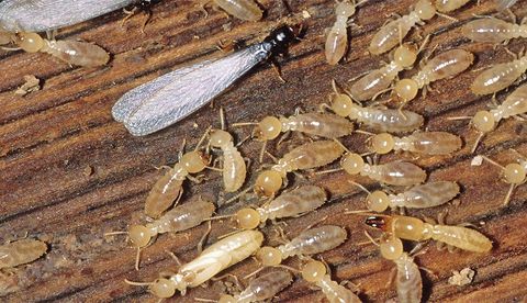 image-1529143-Problem_Solved_Pest_5.jpg image-1529143-Problem_Solved_Pest_5.jpg