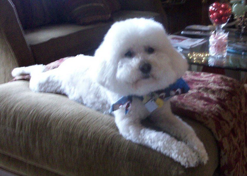 Photo of Marcia W. Schafer's Dog