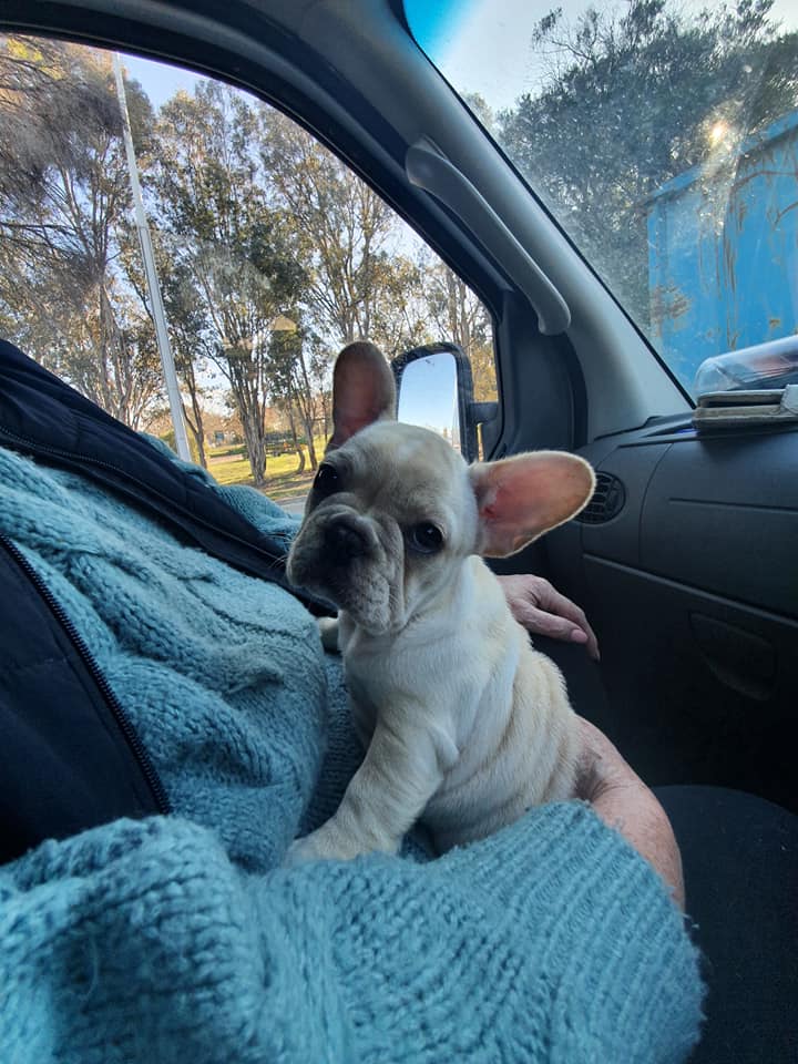 Puppy inside the car — Pet Transport Specialists in Rockville, QLD