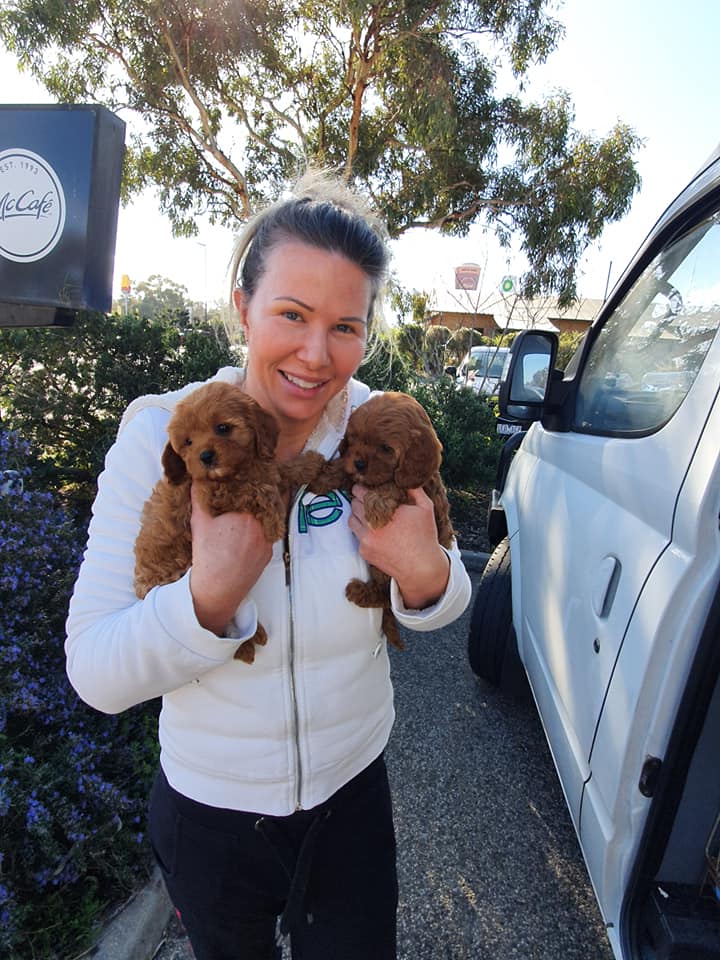 Woman holding brown puppies — Pet Transport Specialists in Rockville, QLD