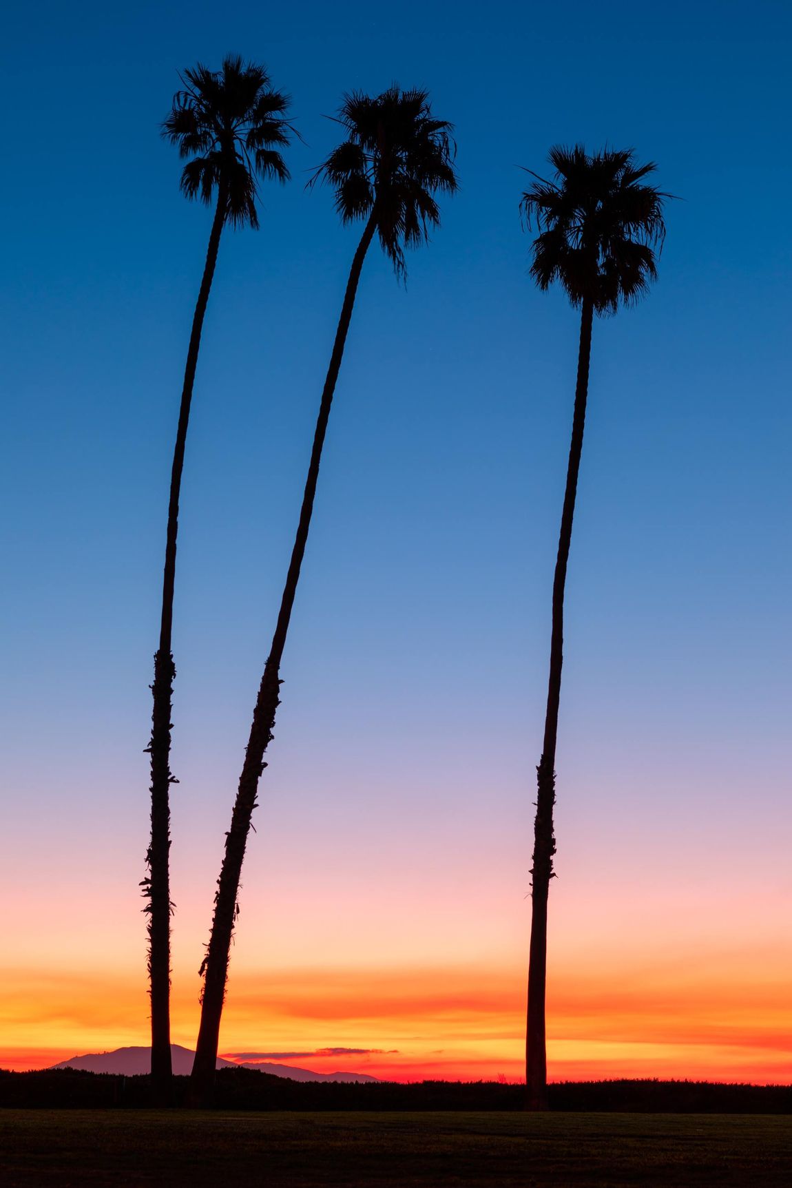 Image of palm trees