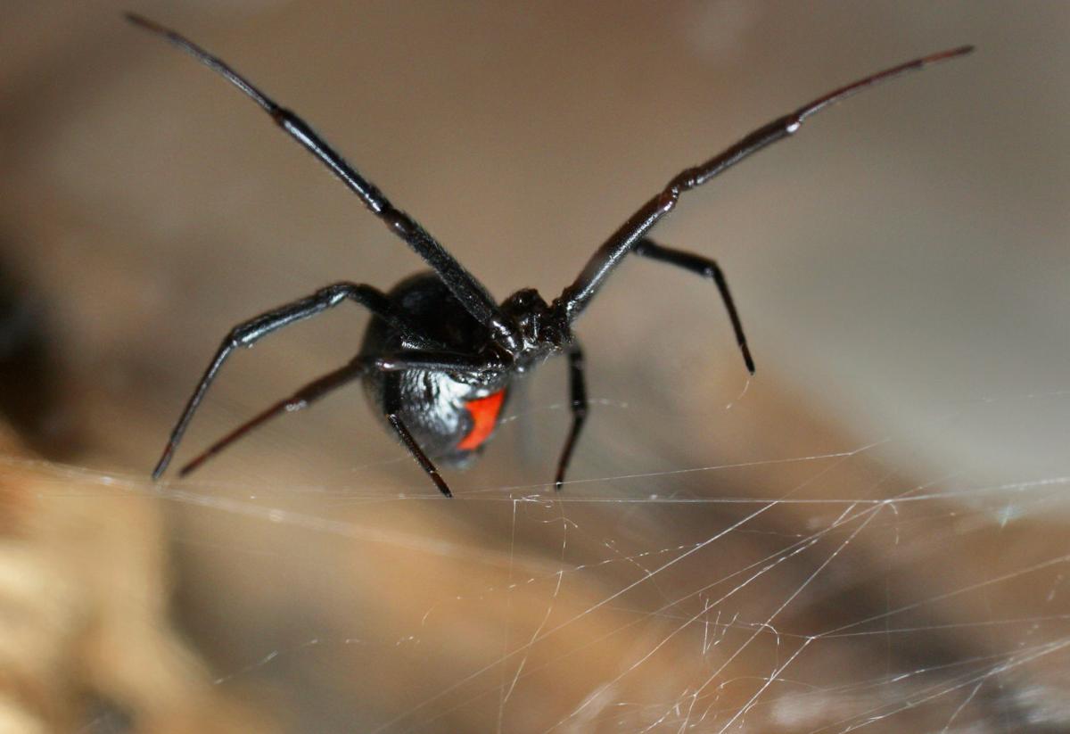 Spiders
