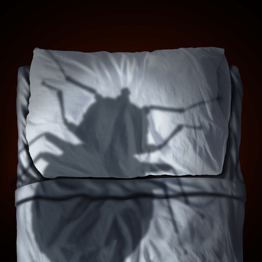 Bed-Bugs